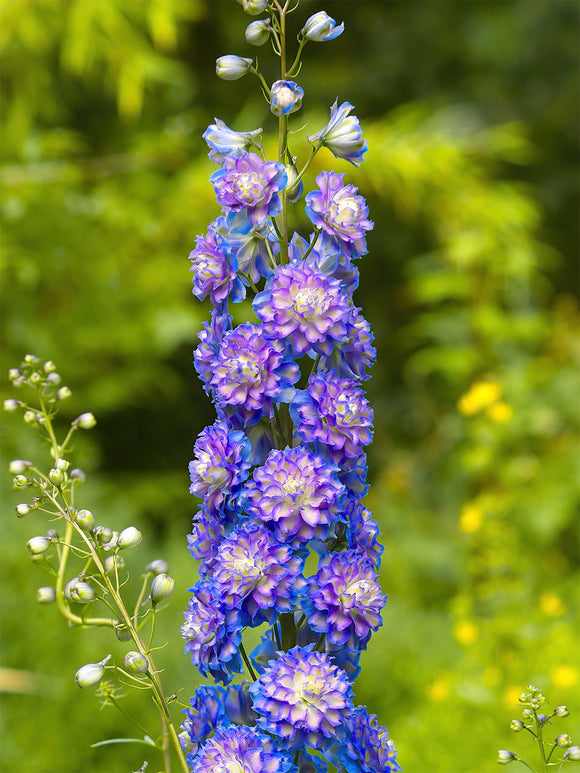 Delphinium (Ridderspoor) Highlander Bolero vaste planten bestellen