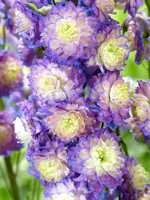 Delphinium (Ridderspoor) Highlander Bolero