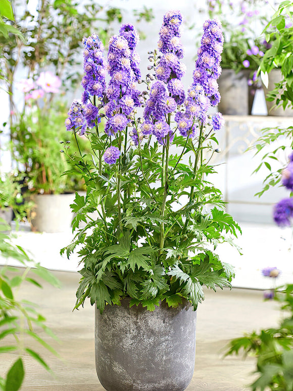 Delphinium (Ridderspoor) Highlander Bolero als vaste planten kopen