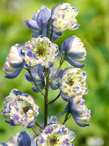 Delphinium (Ridderspoor) La Boheme