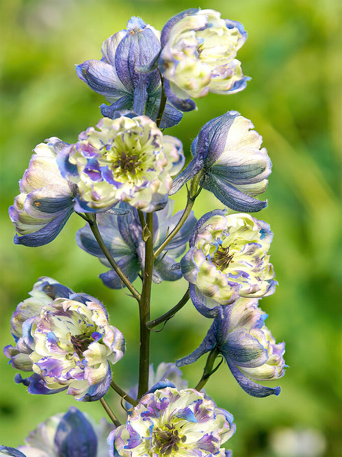 Koop Delphinium (Ridderspoor) La Boheme