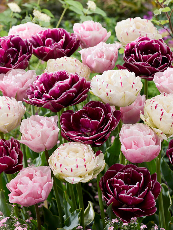 Dubbele Tulpen Collectie Velvet Morning