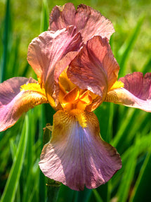 Iris Autumn Princess
