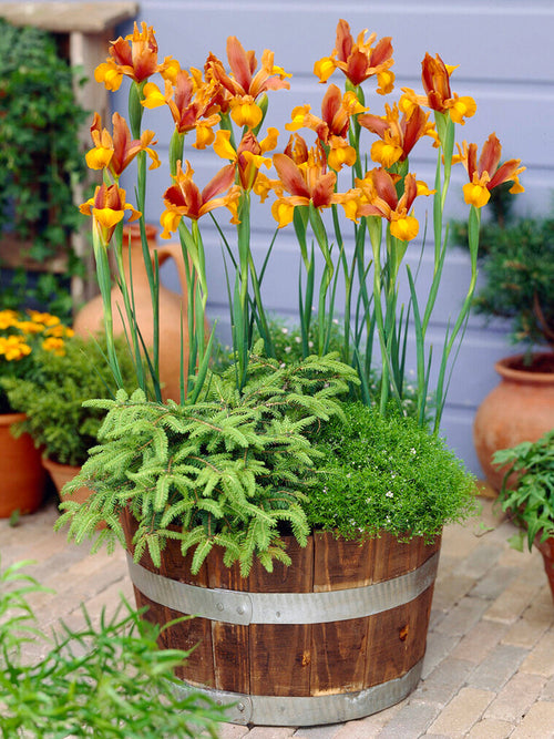 Autumn Princess iris bollen van DutchGrown