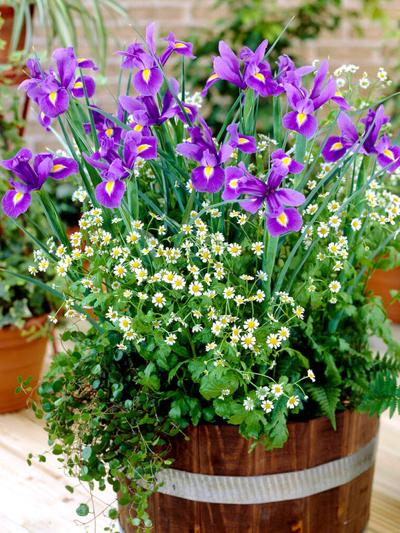 Kopen Dutch Iris bollen