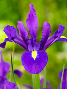 Iris Purple Sensation