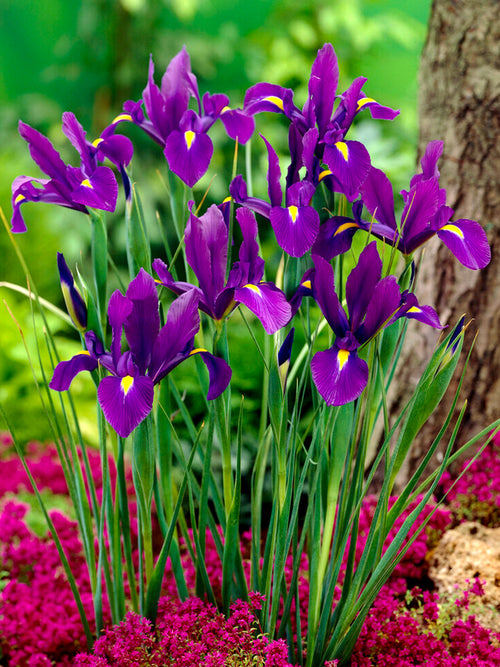 Kopen Dutch Iris Purple Sensation Bollen