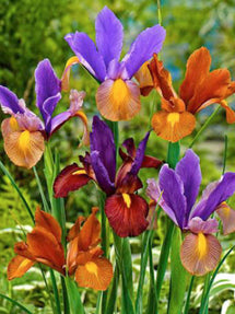 Iris Hollandica Tiger Mix