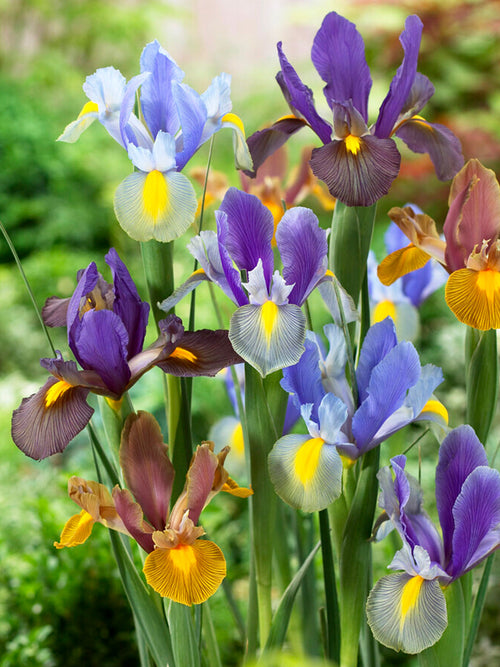 Iris hollandica 'Tiger' bloembollen