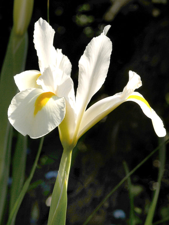 Dutch Iris White Excelsior - DutchGrown