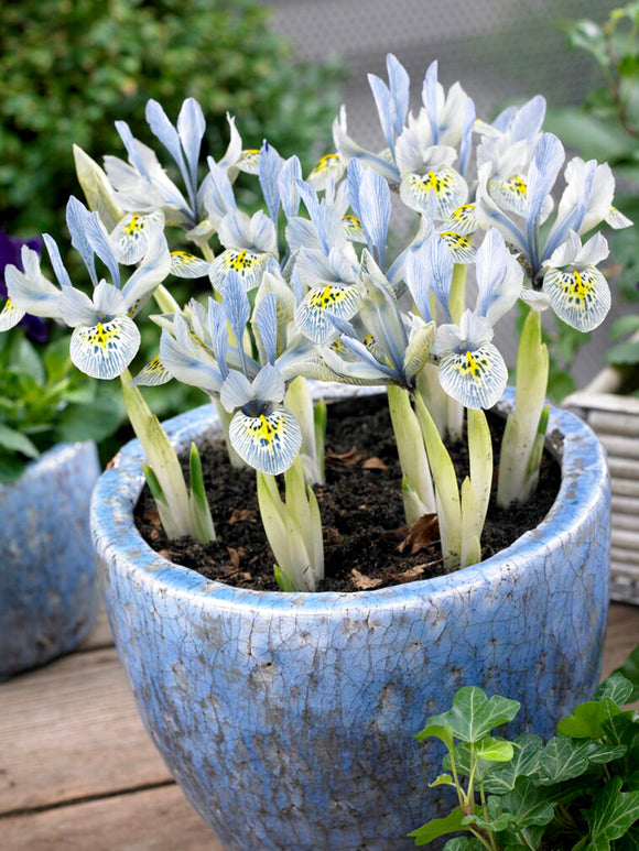 Iris Katharine Hodgkins
