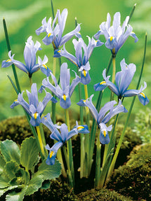 Iris Reticulata Cantab