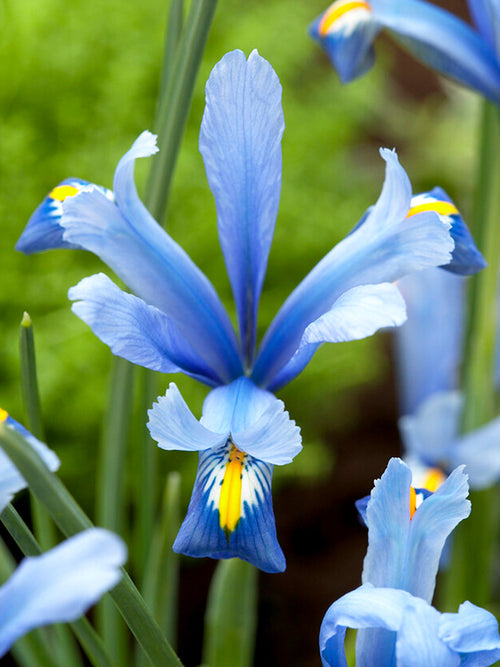 Iris Reticulata Cantab Bollen