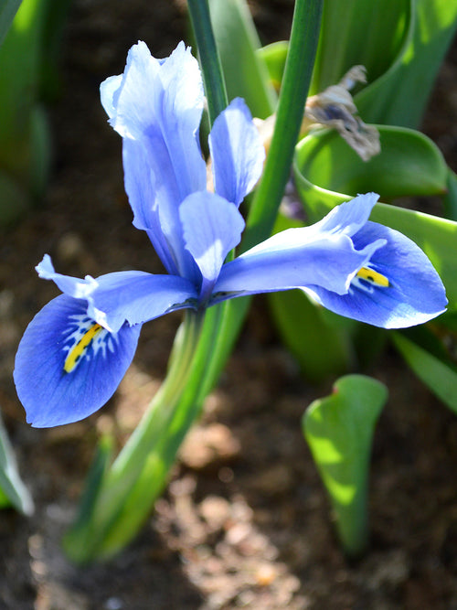 Kopen Iris Reticulata Cantab