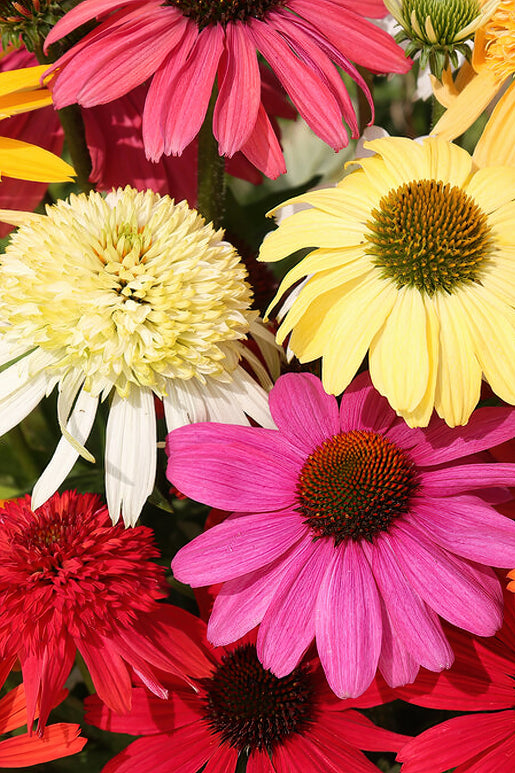 Echinacea Zonnehoed Mix