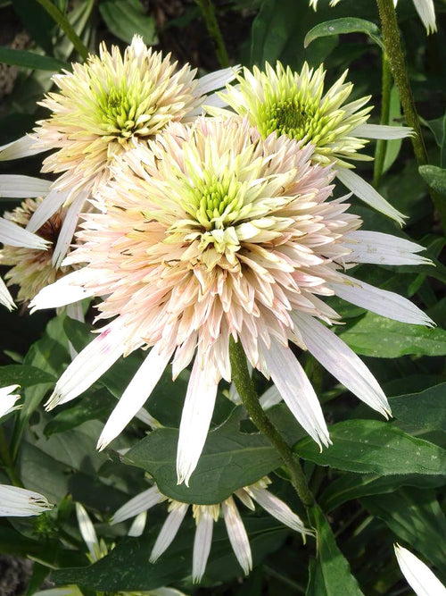 Zonnehoed vaste planten - Echinacea Cherry Fluff