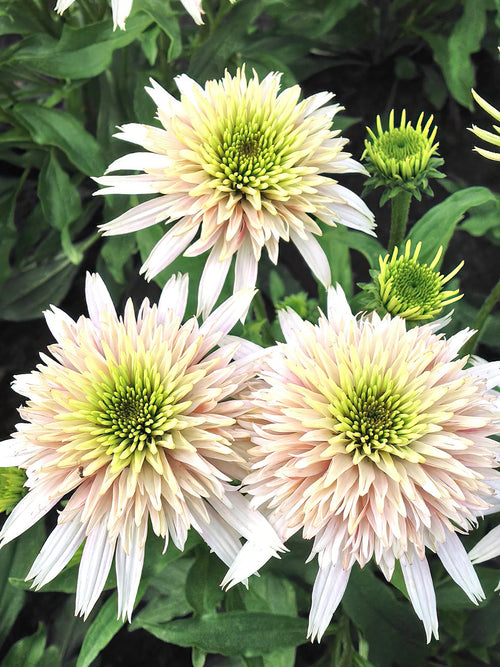 Echinacea Cherry Fluff - Zonnehoed planten
