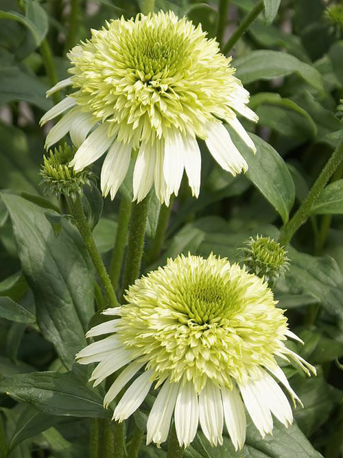 Echinacea vaste planten Honey Dew (Zonnehoed)