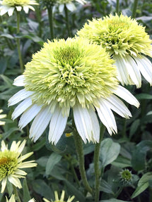 Echinacea Honey Dew (Zonnehoed)