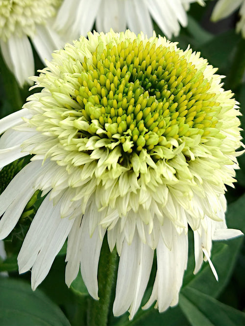 Echinacea Honey Dew (Zonnehoed) bestellen