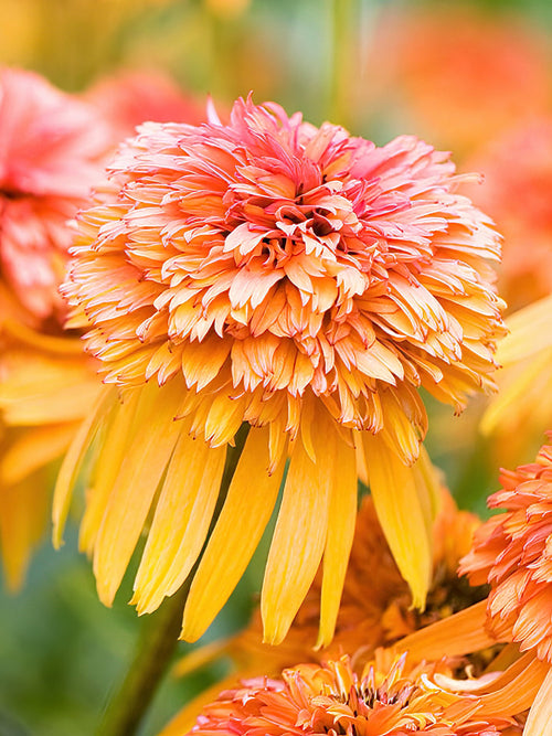 Echinacea Marmalade zonnehoed vaste planten