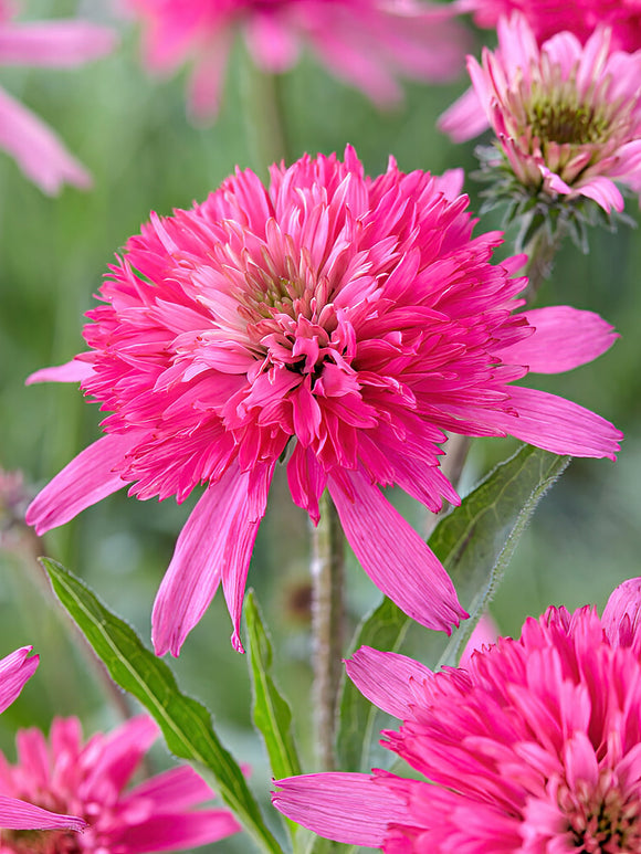Echinacea Mini Belle (zonnehoed)