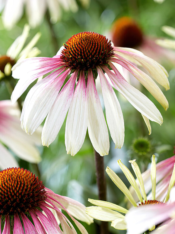 Echinacea Pretty Parasols (Zonnehoed)