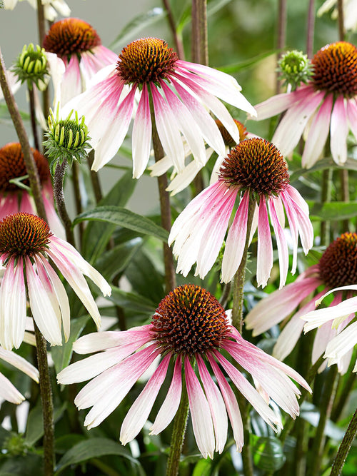 Echinacea Pretty Parasols zonnehoed vaste planten