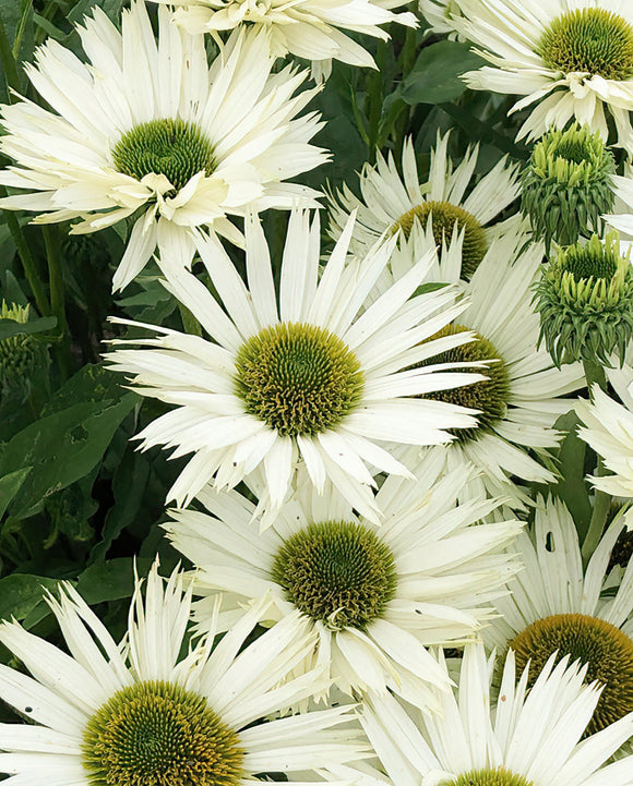 Echinacea Virgin zonnehoed planten kopen