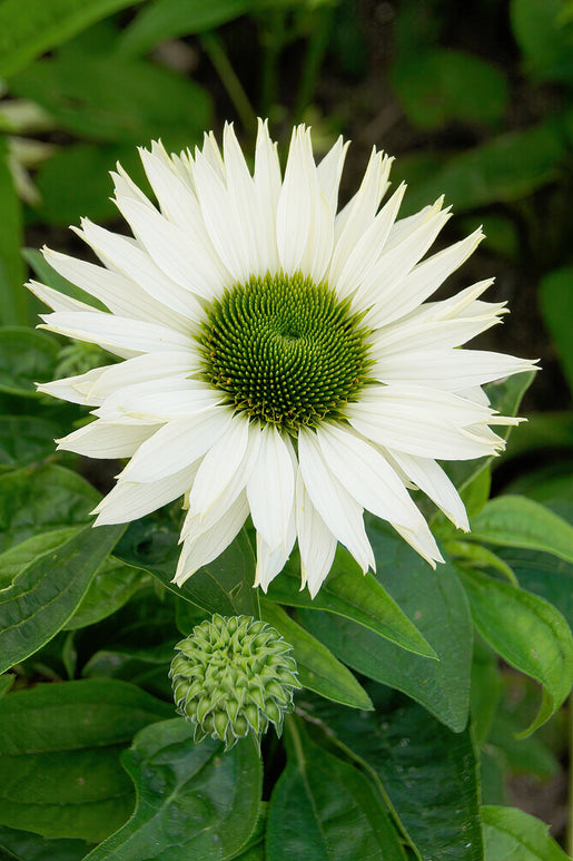 Echinacea Virgin (zonnehoed)