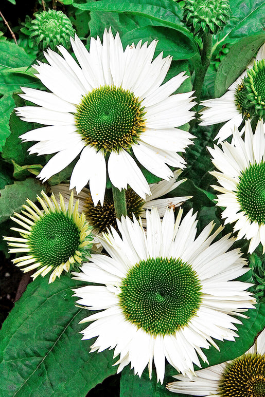 Echinacea Virgin zonnehoed vaste planten