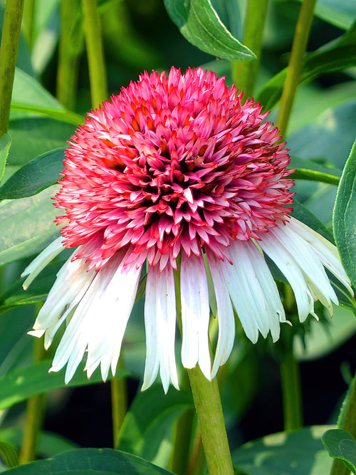 Echinacea Strawberry and Cream (Zonnehoed) Planten