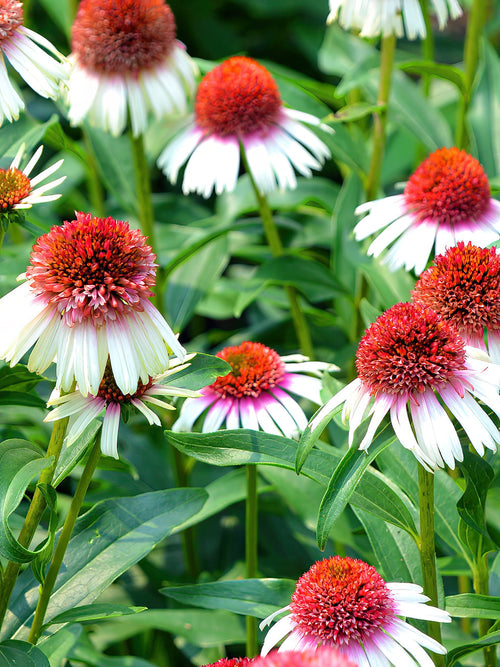 Zonnehoed Echinacea Strawberry and Cream