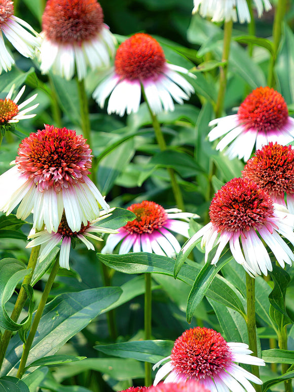 Zonnehoed Echinacea Strawberry and Cream