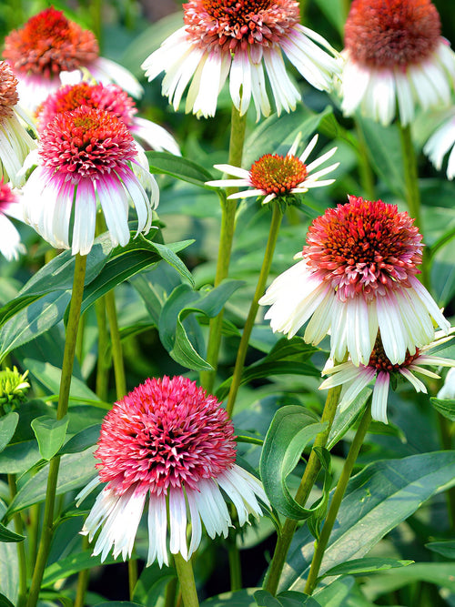 Echinacea Strawberry and Cream (Zonnehoed) kopen