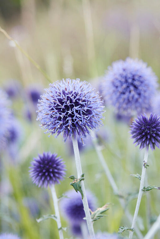 Echinops Blue Globe Kogeldistel vaste planten