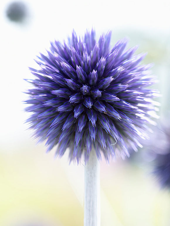Echinops Ritro Veitch's Blue - Kogeldistel planten kopen