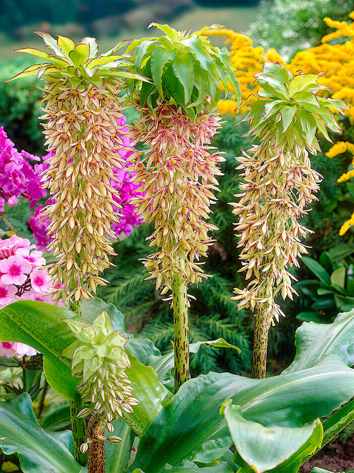 Eucomis Bicolor Kuiflelie ananasplant bollen kopen