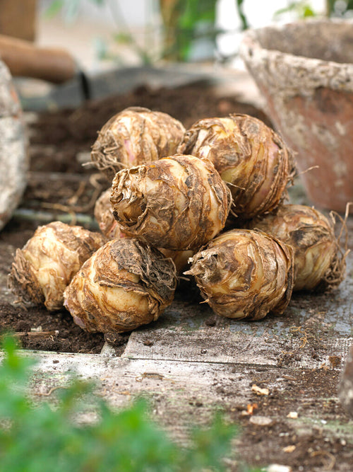 Eucomis Bicolor Kuiflelie ananasplant bollen bloembollen