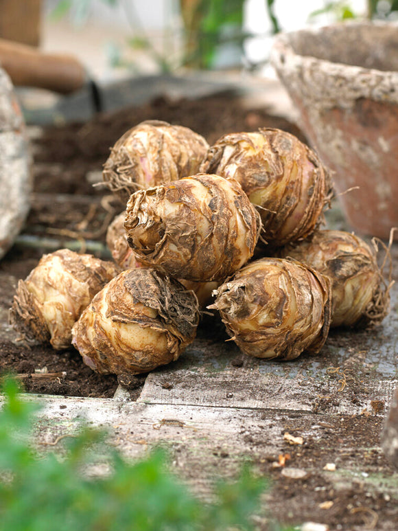 Eucomis Bicolor Kuiflelie ananasplant bollen bloembollen