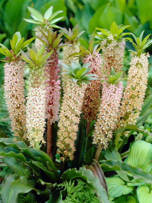Eucomis Comosa