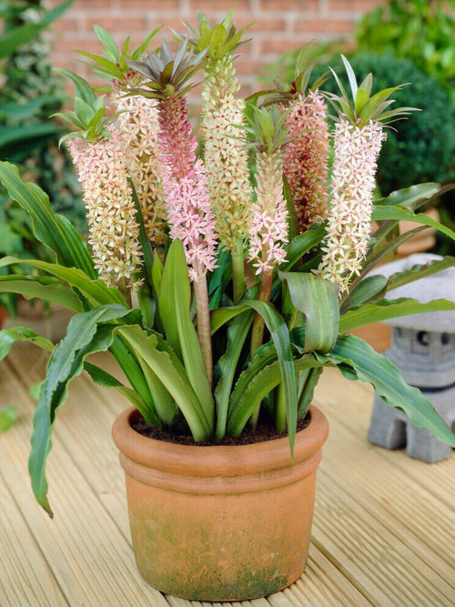 Eucomis Comosa