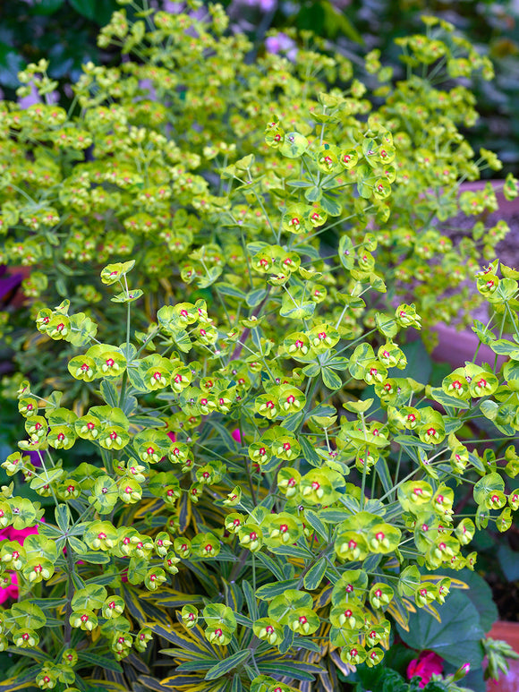 Euphorbia 'Ascot Rainbow' Wolfsmelk vaste planten kopen