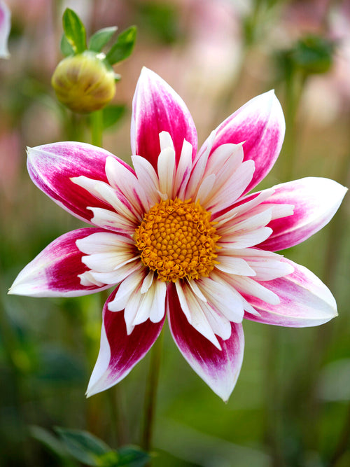 Fashion Monger Witte en Roze Dahlia