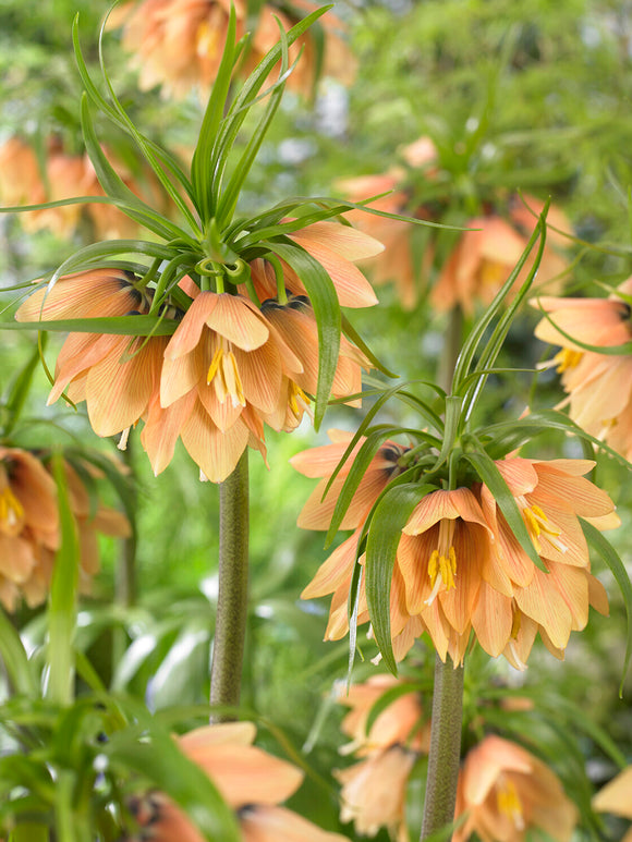 Koop Fritillaria Early Fantasy bloembollen