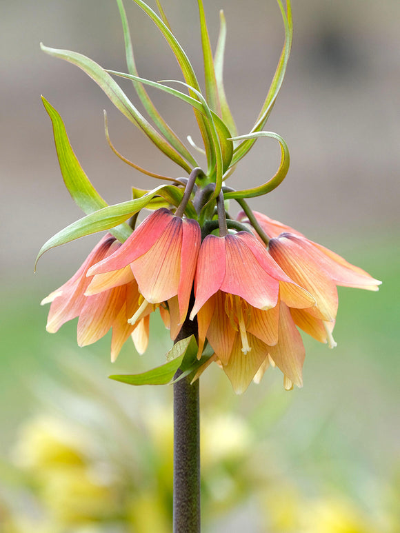 Fritillaria Early Fantasy bloembollen