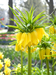 Fritillaria imp. Lutea Maxima - Crown Imperial Yellow (Keizerskroon)