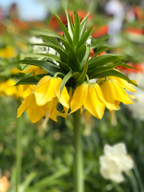 Fritillaria Lutea Bloembollen Kopen