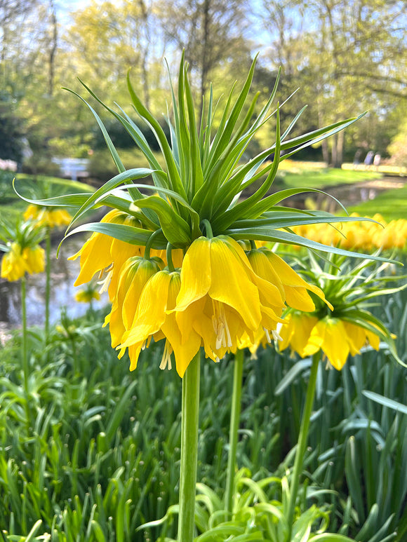 Fritillaria imp. Lutea Maxima - Crown Imperial Yellow (Keizerskroon)