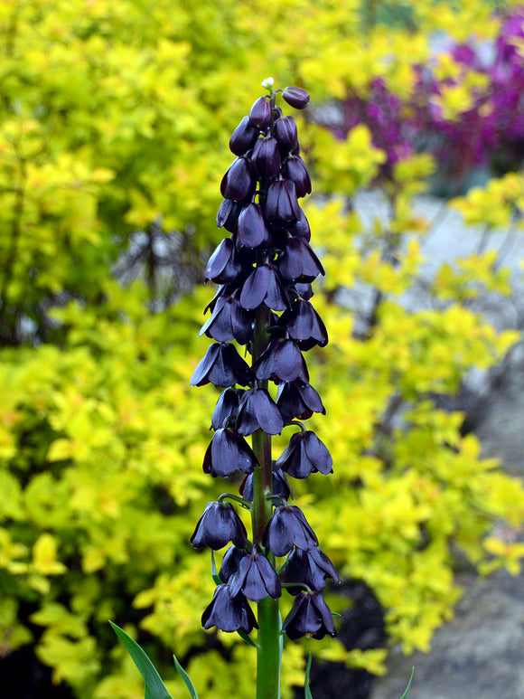 Fritillaria Purple Dynamite in bloei